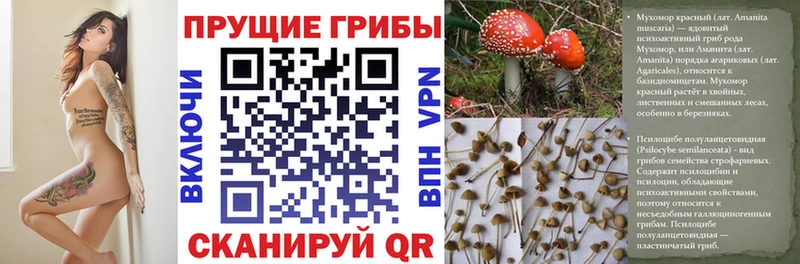 Псилоцибиновые грибы мицелий  Светлый 